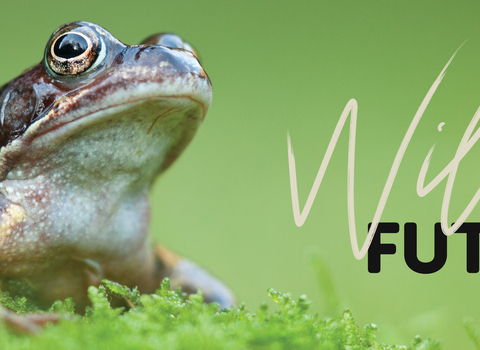 Wilder Future common frog