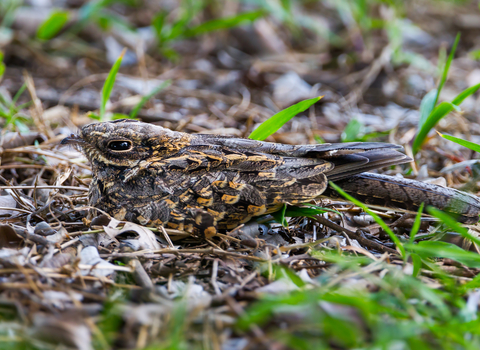 Suffolk Wildlife Trust