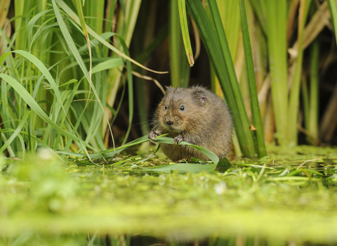 Suffolk Wildlife Trust