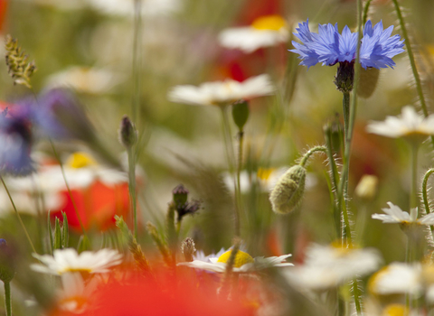 Wildflower banner