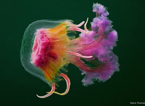 The mauve stinger jellyfish 