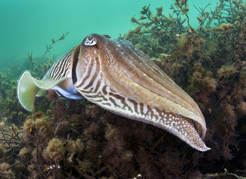 Male cuttlefish Alexander Mustard 2020VISION