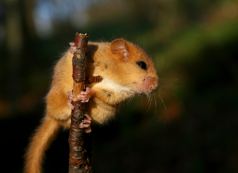 Dormouse - Brett Lewis