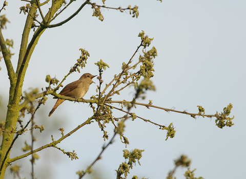 Nightingale - Chris Gomersall