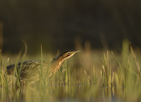 Bittern, Ben Andrew (RSPB Images)