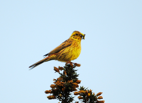 Yellowhammer by Amy Lewis