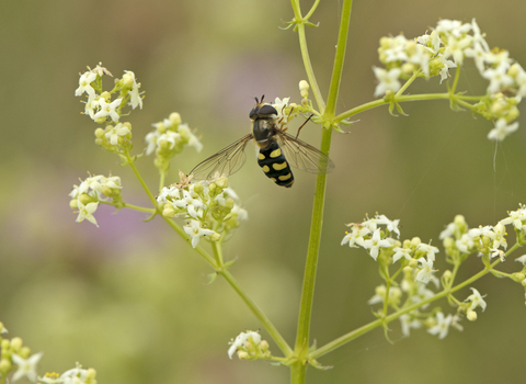 Hoverfly by Chris Gomersall