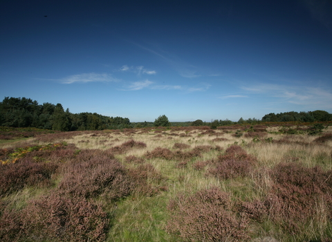 Knettishall Heath by Steve Aylward