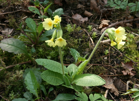 Oxlip by Steve Aylward