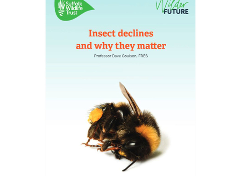 Insect declines and why they matter report