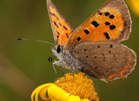 Small copper butterfly by Vaughn Williams