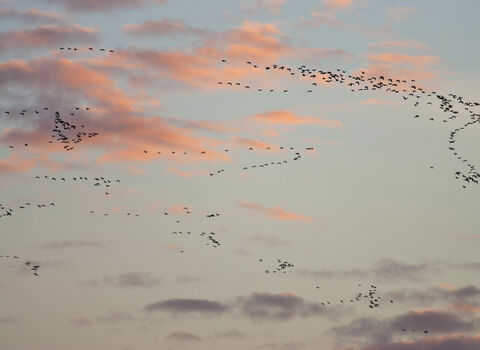 Pink footed geese by Guy Edwardes