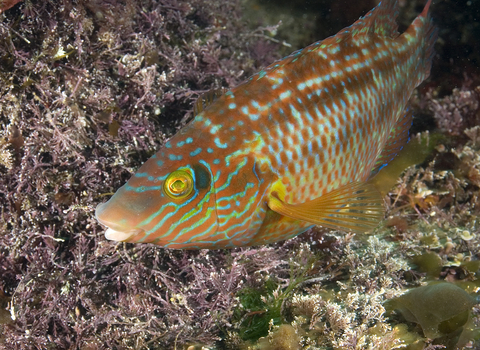 Corkwing wrasse