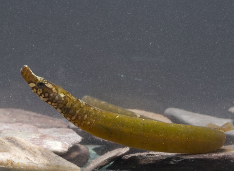 worm pipefish