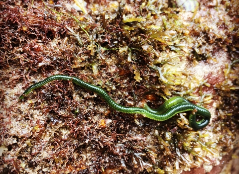 green leaf worm
