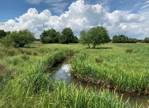 Darsham Marshes - Steve Aylward 