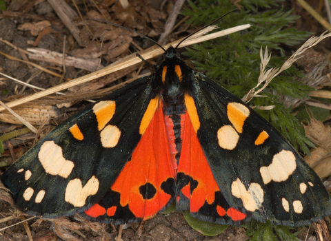 Scarlet tiger moth