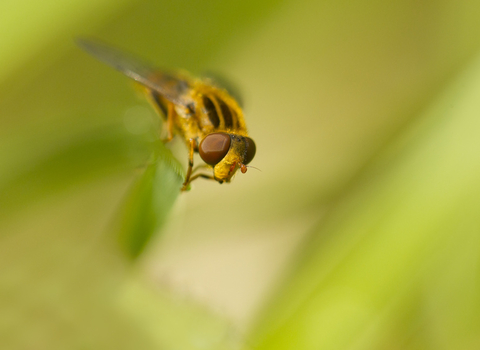 Suffolk Wildlife Trust