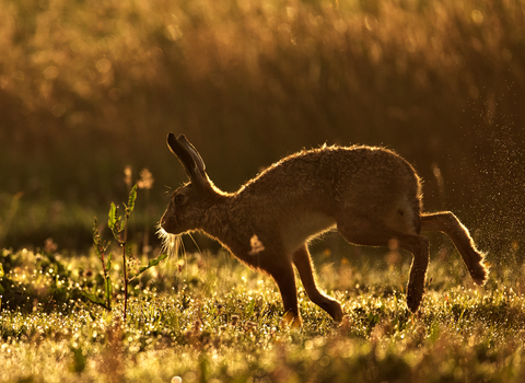 Hare - Andy Rouse/2020vision