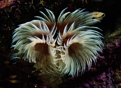 Fan worm