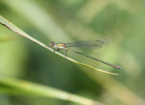 Willow emerald damselfly - Steve Aylward