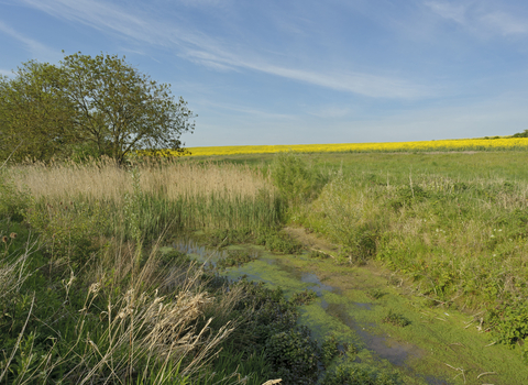 Freshwater pond - Chris Gomersall