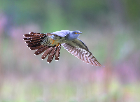 Cuckoo - Jon Hawkins/Surrey Hills Photography