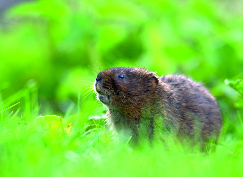 Water vole (Alamy)