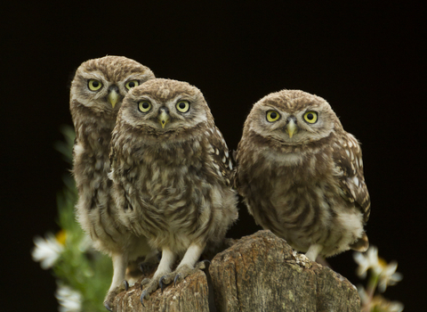 Little owls - Russell Savory