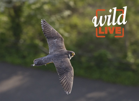 Peregrine falcon - Bertie Gregory/2020Vision