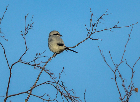 Great grey shrike