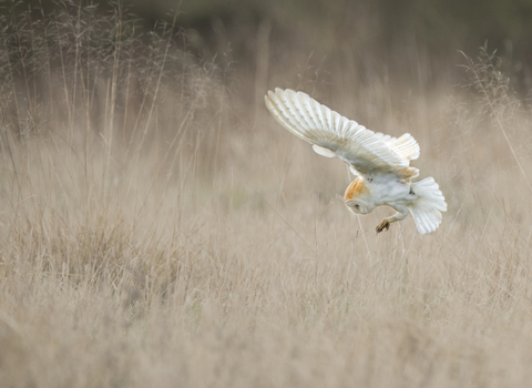 Barn owl - Andy Rouse