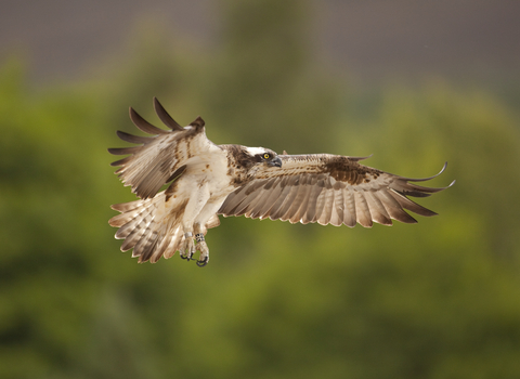 Osprey - Peter Cairns