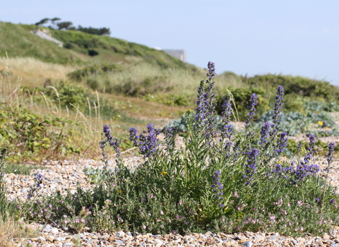 Vegetated shingle on Sizewell Beach - Steve Aylward