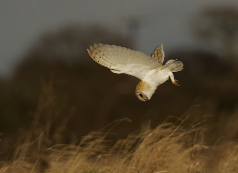 Barn owl hunting - Russell Savory