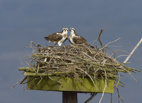 Ospreys on nest, Andy Rouse, 2020VISION