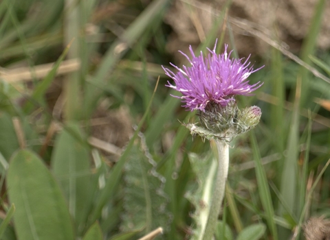 Meadow thistle