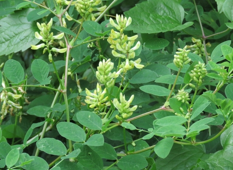 Wild liquorice