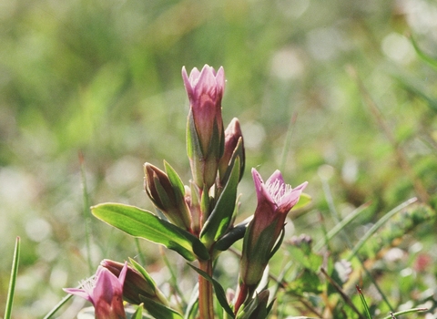 Early gentian