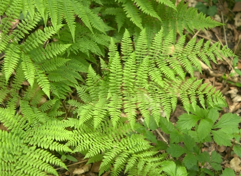 Lady-fern, Athyrium filix-femina
