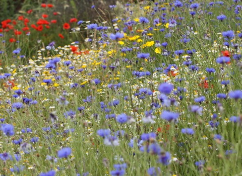 Wildflowers - Steve Aylward
