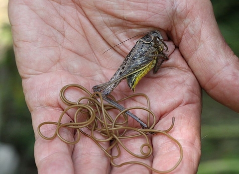 Horsehair worm