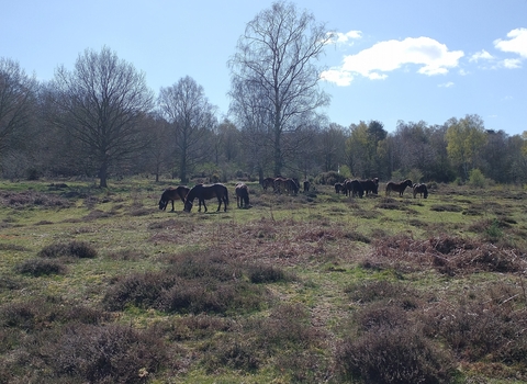 Ponies grazing at Knettishall Heath, Richard Young