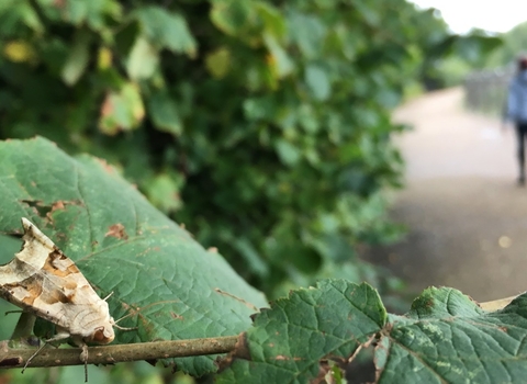 Angle shades moth beside footpath