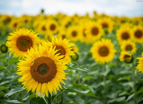 Sunflowers