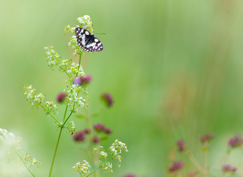 Marbled white butterfly