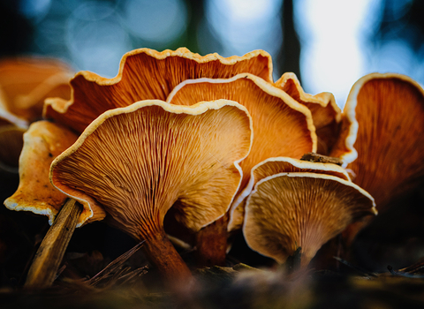 Runner-up in plants, fungi, reptiles, amphibians, marine category - Trudie Davidson