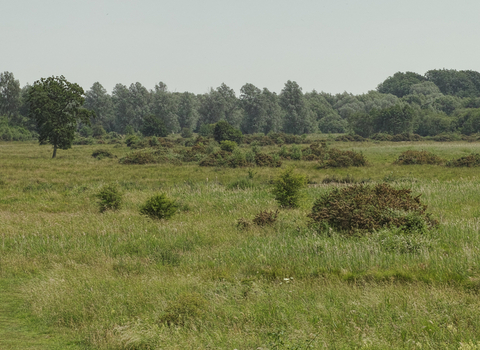 Redgrave & Lopham Fen