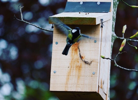 Great tit and nest box 