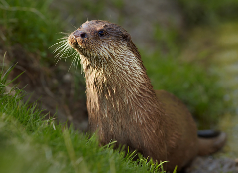 Otter Membership